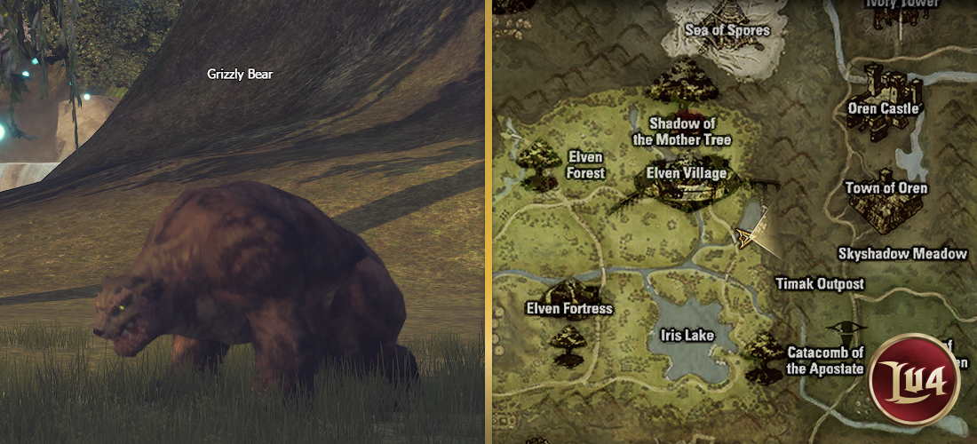Grizzly Bear