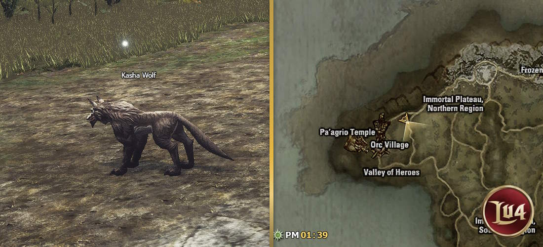 Kasha Wolf